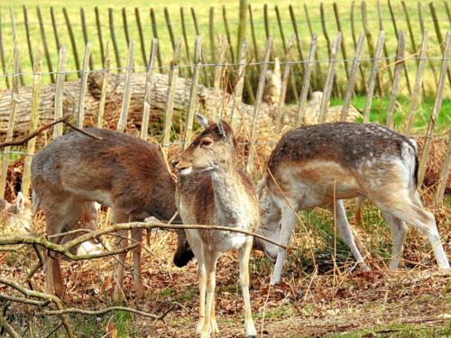 Richmond Park