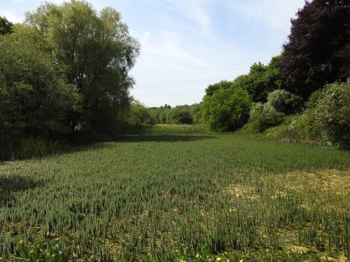 Sizergh Castle Gardens