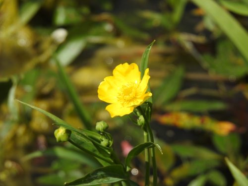 Sizergh Castle Gardens