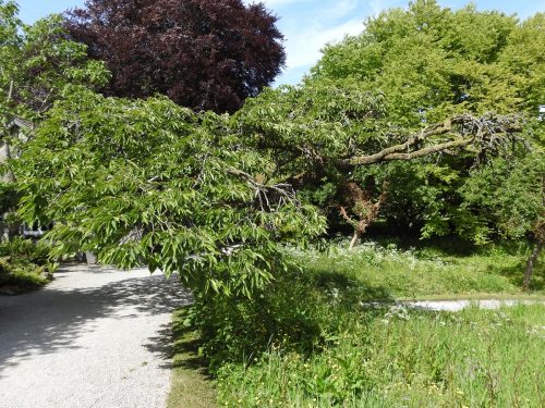 Sizergh Castle Gardens