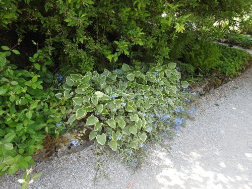 Sizergh Castle Gardens