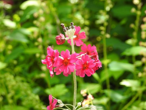 Sizergh Castle Gardens
