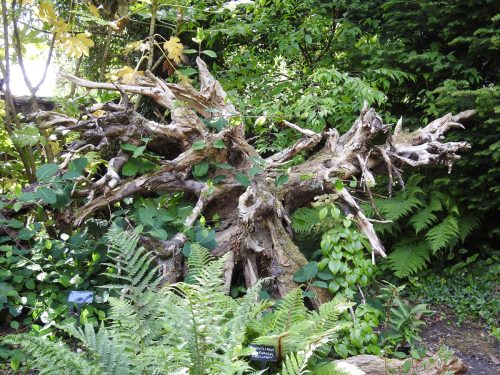 Sizergh Castle Gardens