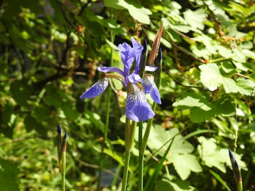 Sizergh Castle Gardens