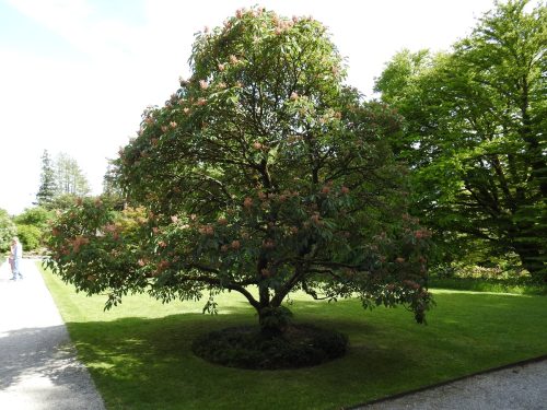 Sizergh Castle Gardens