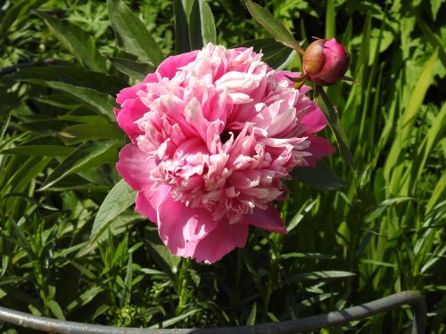 Sizergh Castle Gardens