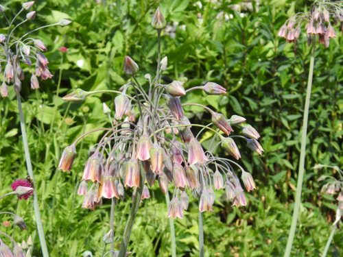 Sizergh Castle Gardens