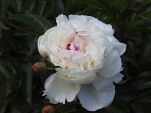 Sizergh Castle Gardens