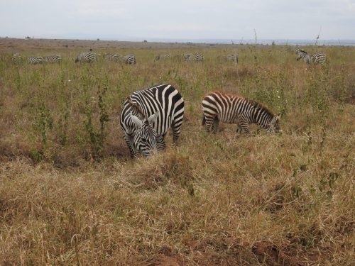 Photo Credit @ Cider