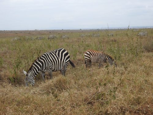 Photo Credit @ Cider