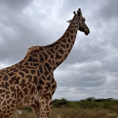 Nairobi National Park