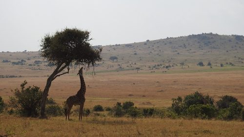 Kenya 2025