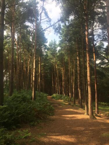 Goit Stock Falls Hike: Woods near Wilsden