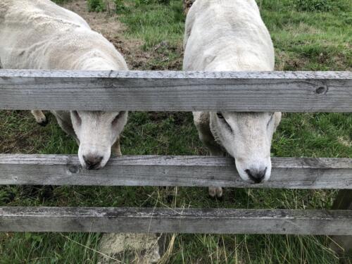 Bradford Millennium Way: Sheep at Birch Close Farm