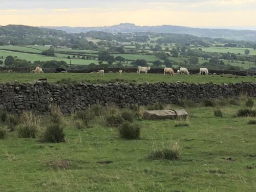Bradford Millennium Way: Sheep on Baildon Moor