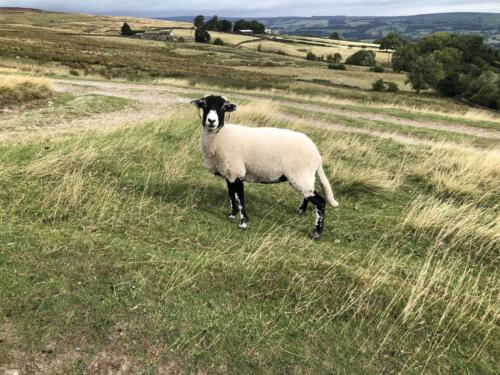 Bradford Millennium Way: Sheep on Baildon Moor