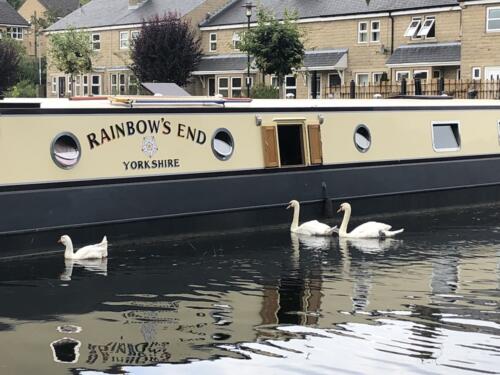 Norr Hill Hike: Swan Family on the Leeds Liverpool Canal