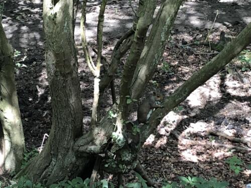 Norr Hill Hike: A Cheeky Squirrel, Leeds Liverpool Canal