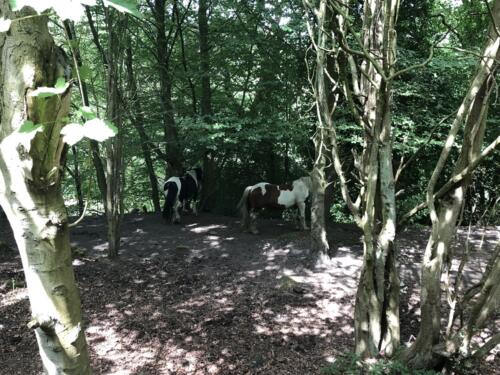 Norr Hill Hike: Horses in the woods, Leeds Liverpool Canal