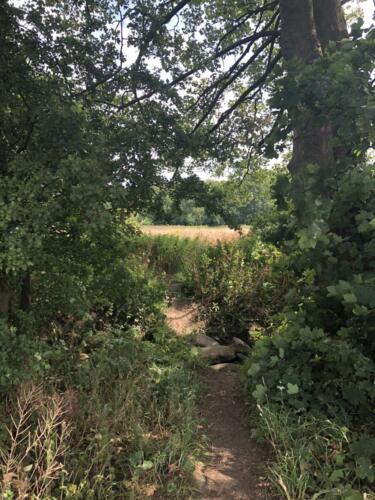 Norr Hill Hike: Cottingley Woods