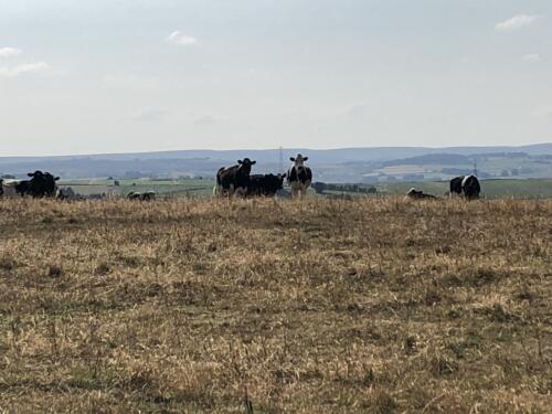 Norr Hill Hike: Norr Hill Cows