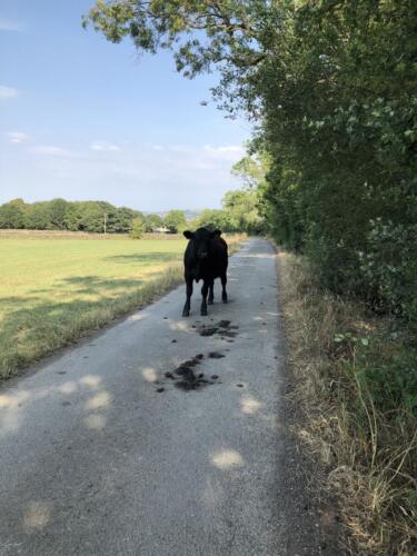 Norr Hill Hike:  Bull blocking the path at Foxcroft Lane