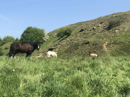 Dalesway Link Hike: Horses, Bolton Woods