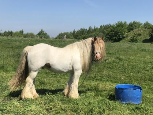 Dalesway Link Hike: Horses, Bolton Woods