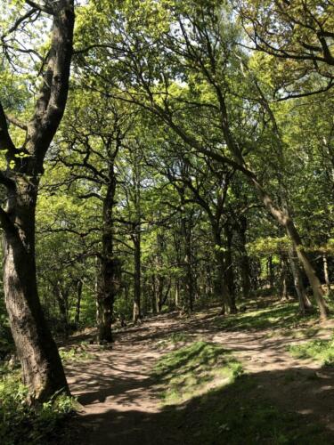 Dalesway Link Hike: Shipley Glen