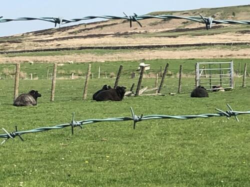 Dalesway Link Hike: Sheep at Golcar Farm