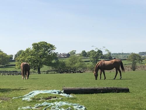 Dalesway Link Hike: Horses at Golcar Farm