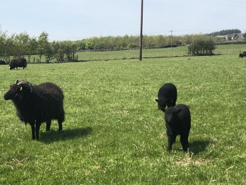 Dalesway Link Hike: More Sheep at Golcar Farm
