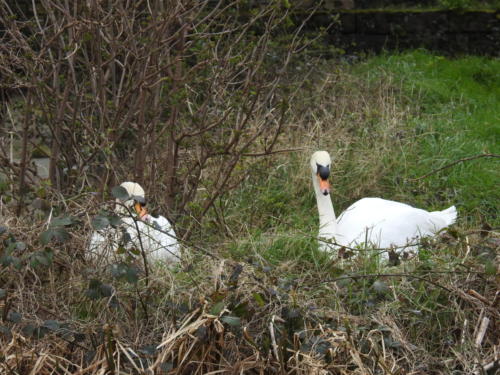 Swans on the Leeds/Liverpool Canal