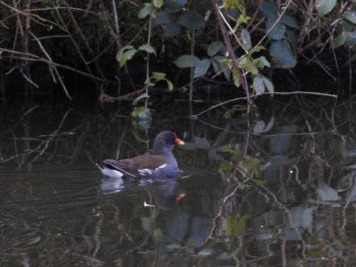 Duck on Leeds/Liverpool Canal