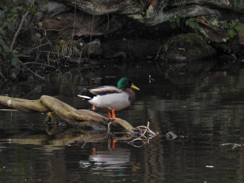 Duck on Leeds/Liverpool Canal