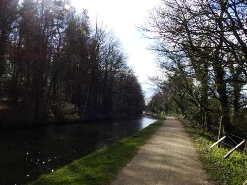 Duck on Leeds/Liverpool Canal