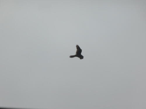 Stoodley Pike Hike: Hawk hovers above fields