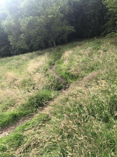 Stoodley Pike Hike: The path leading up through the woods to New Road